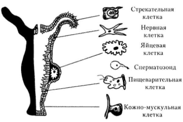 Ссылка на кракен в торе официальный сайт